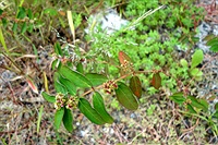 Euphorbia hypericifolia.jpg